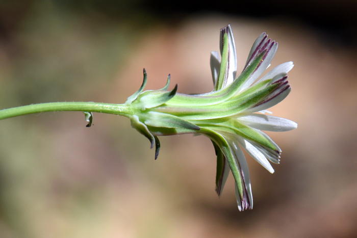 California Chicory is found at higher elevations than its similar looking relative, New Mexico Plumeseed, Rafinesquia neomexicana. California Chicory blooms later in the spring; other differences involve the length of the white ligulate florets which are slightly longer than the outer phyllaries as shown in the photo. Rafinesquia californica